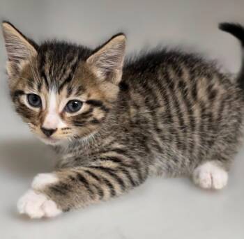 Kitten A -  Domestic Short Hair Cat for Adoption in Highland Village, Texas - Kitten A | PetCurious