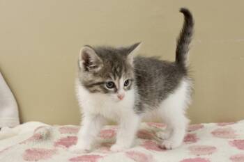 PEWEE -  Domestic Short Hair and Tabby Cat Available for Adoption in Brazil, Indiana - PEWEE | PetCurious