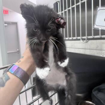 Robin -  Domestic Short Hair Cat for Adoption in Jupiter, Florida - Robin | PetCurious
