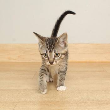Turtle C70126 -  Domestic Short Hair Cat for Adoption in Minnetonka, Minnesota - Turtle C70126 | PetCurious