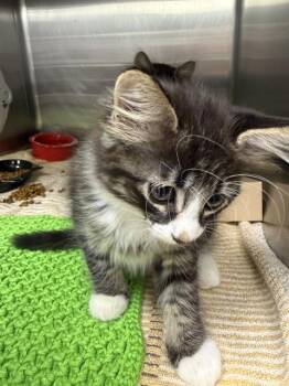 DIRTY NOSE -  Domestic Medium Hair and Domestic Short Hair Cat for Adoption in Omaha, Nebraska - DIRTY NOSE | PetCurious