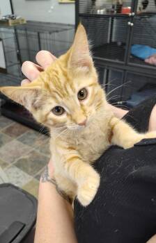 Sunny -  Domestic Short Hair Cat for Adoption in Columbus, Ohio - Sunny | PetCurious