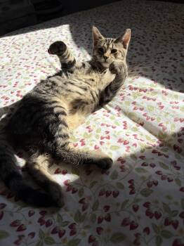 Cinnabun -  Domestic Short Hair Cat for Adoption in North Huntingdon, Pennsylvania - Cinnabun | PetCurious