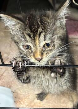 Ali Rose -  Domestic Short Hair Cat for Adoption in Saint Clairsville, Ohio - Ali Rose | PetCurious