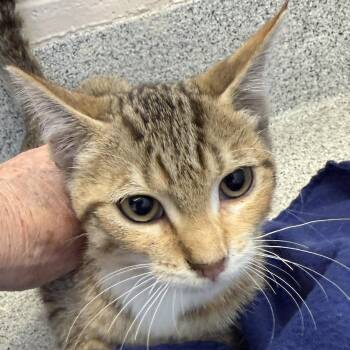 Mort -  Domestic Short Hair Cat for Adoption in Lansing, Michigan - Mort | PetCurious