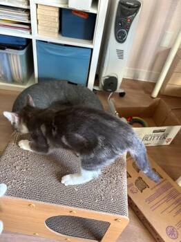 Moth -  Domestic Short Hair Cat for Adoption in Arlington, Washington - Moth | PetCurious