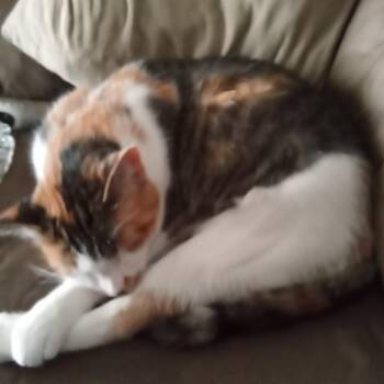 April -  Domestic Short Hair Cat for Adoption in Winston-salem, North Carolina - April | PetCurious