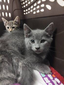 Niebla -  Domestic Short Hair Cat for Adoption in Hamilton, Ontario - Niebla | PetCurious