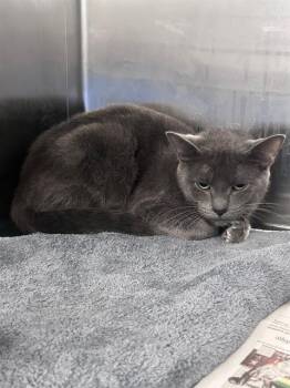 INDIGO -  Domestic Short Hair Cat for Adoption in Dallas, Texas - INDIGO | PetCurious