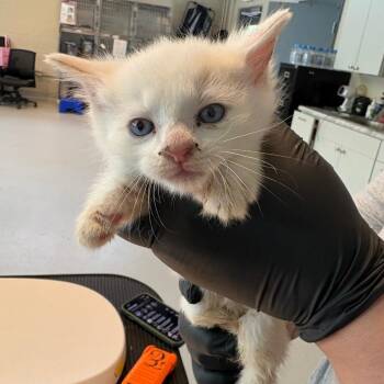 Abel -  Domestic Short Hair Cat for Adoption in Huntington, West Virginia - Abel | PetCurious