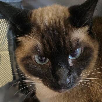 Ceelee -  Siamese Cat for Adoption in Council Bluffs, Iowa - Ceelee | PetCurious