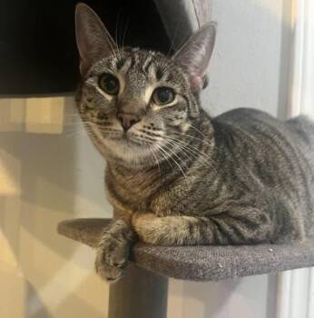 Tabby and Domestic Short Hair Cats Available for Adoption - Enza   | PetCurious