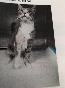 Bonnie -  Domestic Short Hair Cat for Adoption in Parker, Colorado - Bonnie | PetCurious