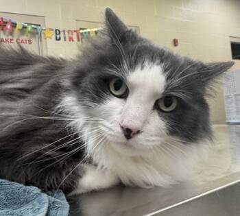 Rescue Domestic Long Hair and Domestic Short Hair Cats for Adoption in Fishers, Indiana - Murphy | PetCurious