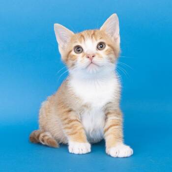 Wasabi -  Domestic Short Hair Cat for Adoption in Franklin, Tennessee - Wasabi | PetCurious
