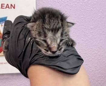 61353792 -  Domestic Short Hair Cat for Adoption in El Paso, Texas - 61353792 | PetCurious