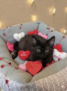 Domestic Short Hair Cats Available for Adoption - Mosby | PetCurious