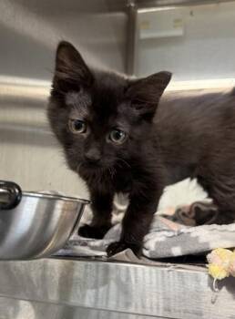 Astrid -  Domestic Short Hair Cat for Adoption in Fort Worth, Texas - Astrid | PetCurious