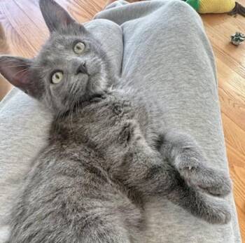 Domestic Short Hair Cats Available for Adoption in Quakertown, Pennsylvania - Bubba | PetCurious