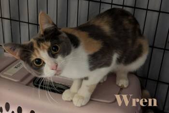 Wren -  Domestic Short Hair Cat for Adoption in Shawnigan Lake, British Columbia - Wren | PetCurious