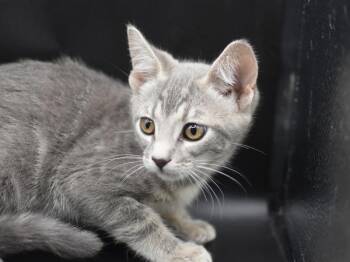 Matilda -  Domestic Short Hair Cat for Adoption in Portland, Oregon - Matilda | PetCurious