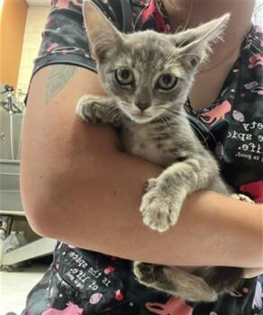 JANE -  Domestic Short Hair Cat for Adoption in Corpus Christi, Texas - JANE | PetCurious