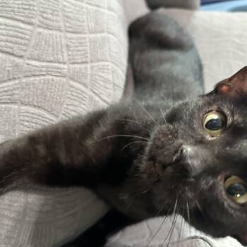 Rescue Bombay Cats for Adoption in Liverpool, Texas - Lady Rain | PetCurious