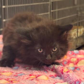 Bolt -  Domestic Short Hair Cat for Adoption in Midland, Texas - Bolt | PetCurious