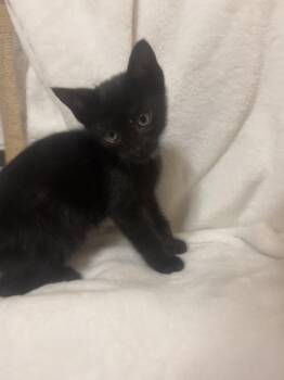 Phantom -  Domestic Short Hair Cat for Adoption in Pompano Beach, Florida - Phantom | PetCurious