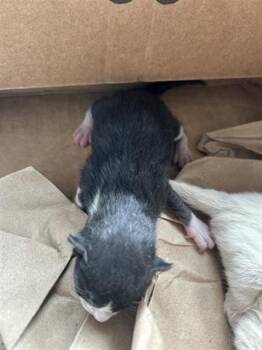 Domestic Short Hair Cats Available for Adoption in Houston, Texas - A655622 | PetCurious