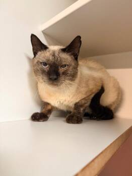 Turbo -  Domestic Short Hair Cat for Adoption in Huntington, Indiana - Turbo | PetCurious
