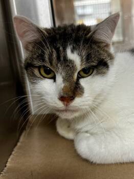 Rescue Domestic Short Hair Cats for Adoption in Wichita, Kansas - Elf Ranger | PetCurious