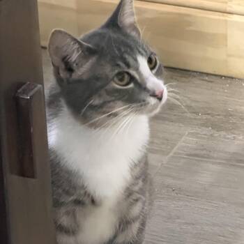 Gary -  Domestic Short Hair Cat for Adoption in Liverpool, Texas - Gary | PetCurious