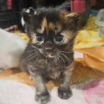 Bailey -  Domestic Short Hair Cat for Adoption in Nampa, Idaho - Bailey | PetCurious