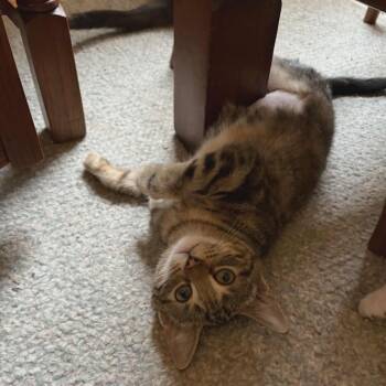 Rescue Domestic Short Hair Cats for Adoption in Abbotsford, British Columbia - Coriakin | PetCurious