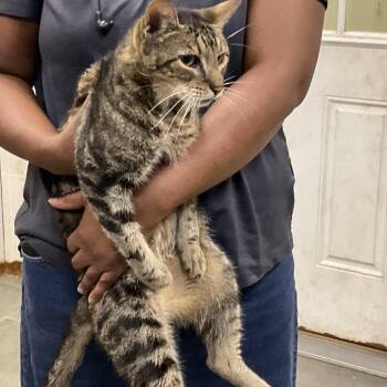Saxton -  Domestic Short Hair Cat for Adoption in Gonzales, Louisiana - Saxton | PetCurious