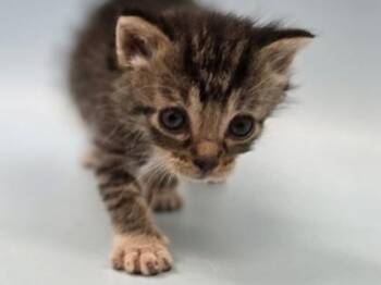 Kimi -  Domestic Short Hair Cat for Adoption in Woodbury, Minnesota - Kimi | PetCurious