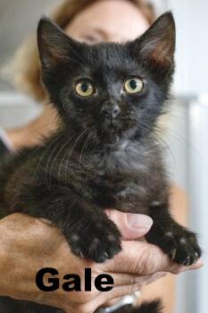 Rescue Domestic Short Hair Cats for Adoption in Macomb, Illinois - Gale | PetCurious