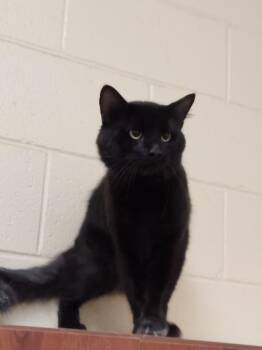 2026-07-125 *Binks* -  Domestic Short Hair Cat for Adoption in Winder, Georgia - 2026-07-125 *Binks* | PetCurious