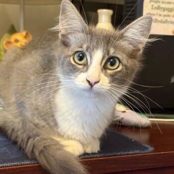 Merryweather -  Domestic Medium Hair Cat for Adoption in Yucca Valley, California - Merryweather | PetCurious