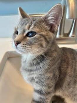 Rescue Domestic Short Hair Cats for Adoption in Fairfax, Virginia - Yukon And Hemey | PetCurious