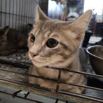 Willow K46398 -  Domestic Short Hair Cat for Adoption in Corsicana, Texas - Willow K46398 | PetCurious