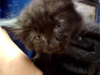 Domestic Medium Hair Cats Available for Adoption in Martinez, California - A1047412 | PetCurious