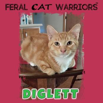 Diglett -  Domestic Short Hair Cat for Adoption in Kingman, Arizona - Diglett | PetCurious