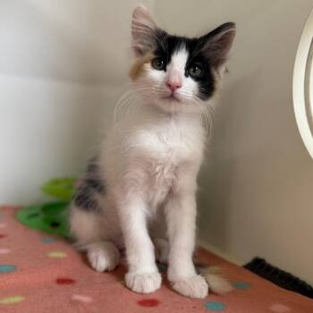 Domestic Medium Hair Cats Available for Adoption in Riverside, California - Dahlia | PetCurious