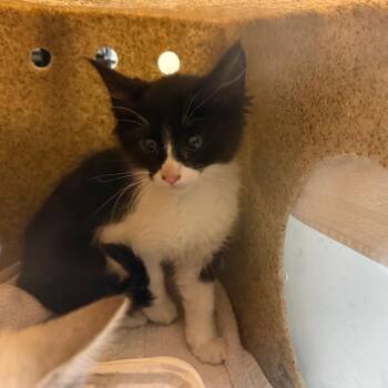 Smart & Final -  Domestic Short Hair Cat for Adoption in Pasadena, California - Smart & Final | PetCurious