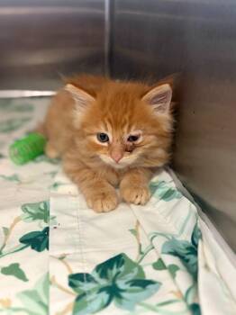 (K) Winnie -  Domestic Long Hair Cat for Adoption in Portland, Indiana - (K) Winnie | PetCurious