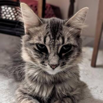 Domestic Medium Hair Cats Available for Adoption - Muffie | PetCurious