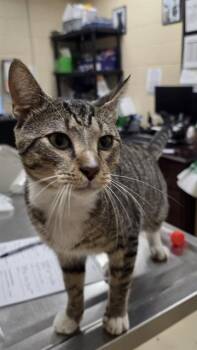 BIG TUNA -  Domestic Short Hair Cat for Adoption in Aliquippa, Pennsylvania - BIG TUNA | PetCurious