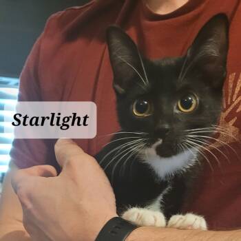 Rescue Domestic Short Hair Cats for Adoption in San Antonio, Texas - Starlight | PetCurious